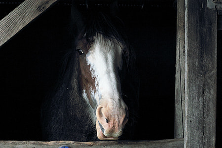 horse at stable thumbnail