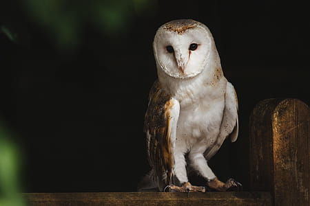Barn Owl Perched on Tree thumbnail