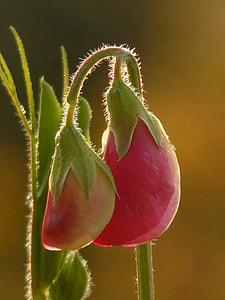 red flowers thumbnail