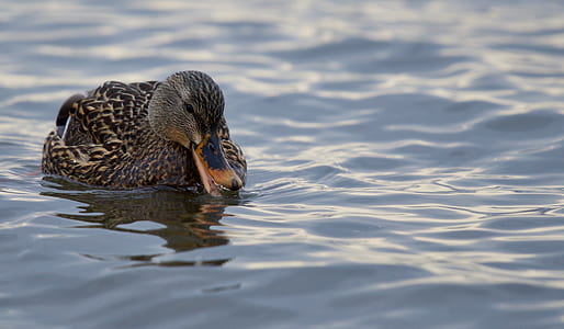 brown and black duck on body of water thumbnail