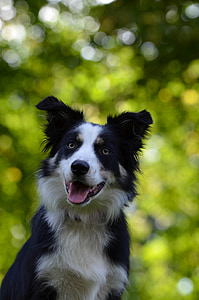 tilt shift lens photo of long-coated white and black dog thumbnail