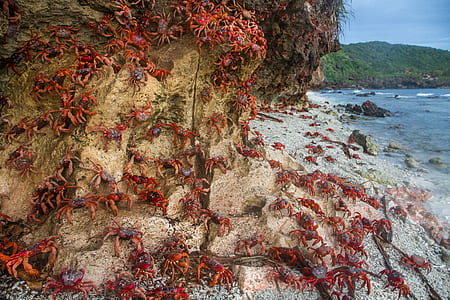 crabs on rock thumbnail