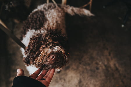 person touching brown dog thumbnail