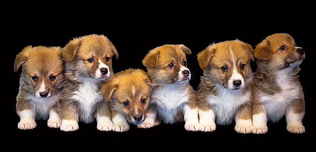 six brown puppies thumbnail