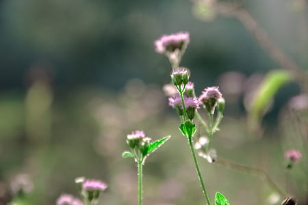 Macro Photo of Pink Flowers thumbnail