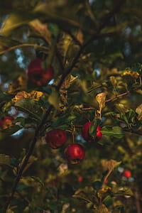 Close-up Photo of Round Red Fruit thumbnail