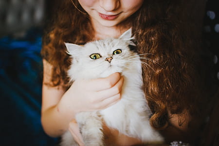 woman holding white Persian cat thumbnail