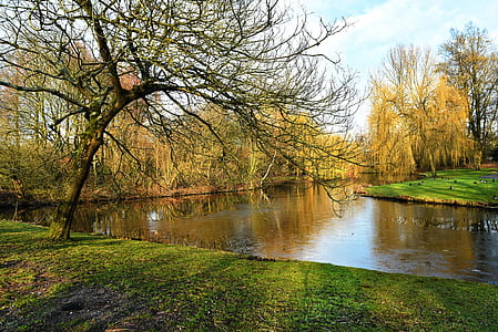 bare tree beside body of water thumbnail