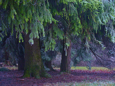 two green trees thumbnail