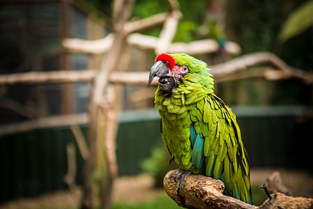 green bird in tilt shift photography thumbnail