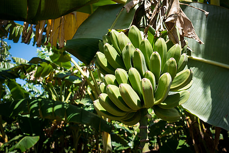 Green unripe bananas on a tree thumbnail
