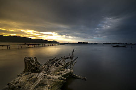gray driftwood on seashore at daytime thumbnail
