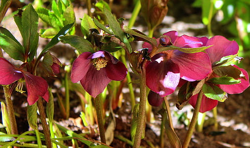 selective focus photography of pink petaled flower thumbnail