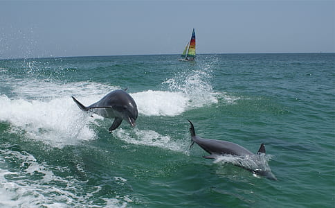 two gray dolphins diving on water at daytime thumbnail