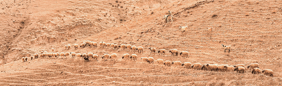 aerial photography of herd of sheep thumbnail