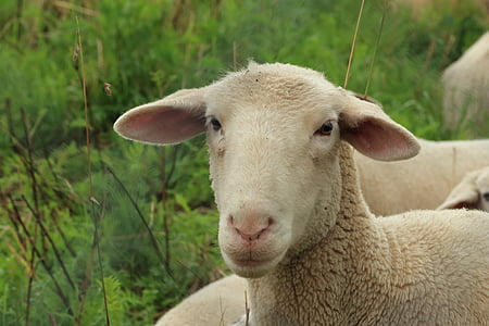 beige sheep on forest thumbnail