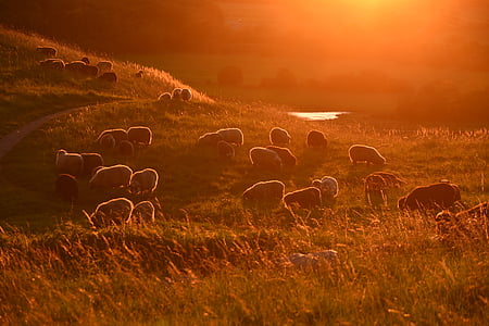 sheep on ground during golden hour thumbnail