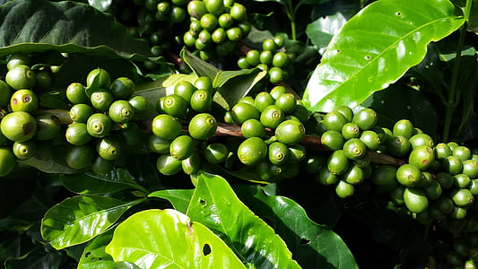 green fruits thumbnail