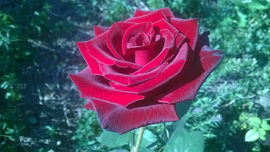 close-up photo of red Rose flower thumbnail