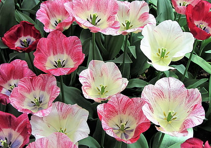 top view photo of pink, white, and red tulip flowers in bloom thumbnail