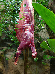Carcass, Predator Feeding thumbnail