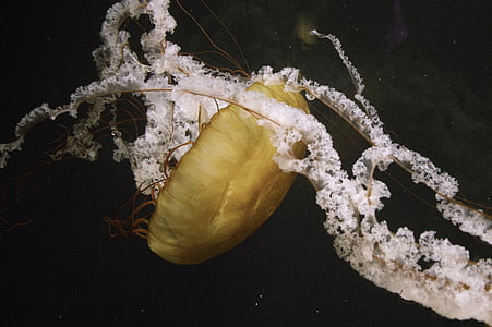 closeup photography of jelly fish thumbnail