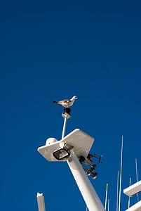 white bird on metal antenna thumbnail