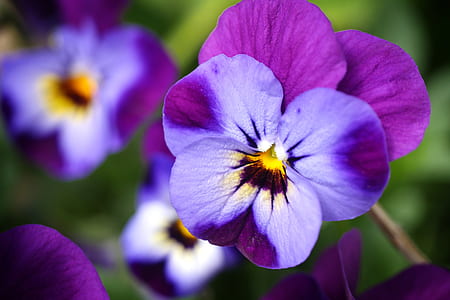 closeup photo of purple pansy flowers in bloom thumbnail