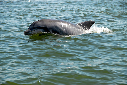 gray dolphin on ocean water during daytime thumbnail
