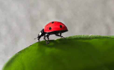 macro photography ladybug on green leaf thumbnail