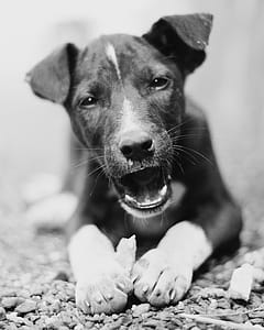 Monochrome Photography of a Dog thumbnail