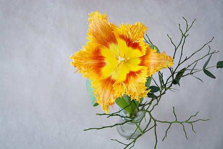 yellow and red tulip flower in clear glass vase thumbnail