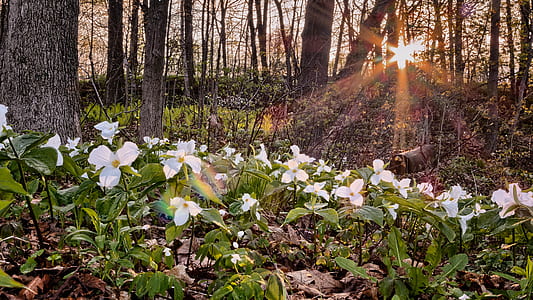 White and Green Flower Plant in Leafless Tress thumbnail