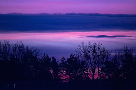 tree silhouette photography thumbnail