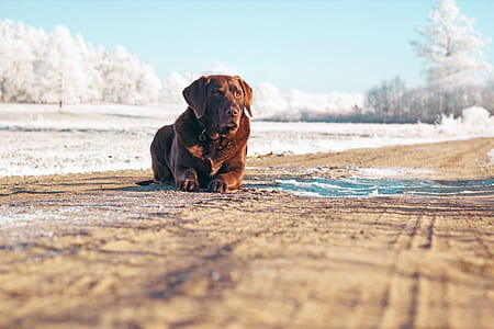 chocolate Labrador retriever thumbnail