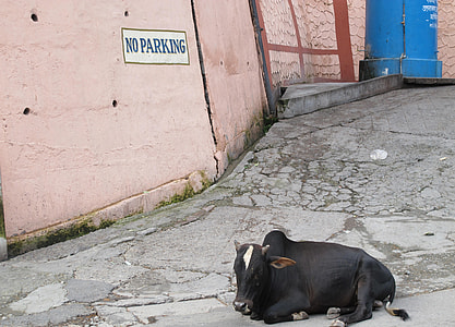 black cattle lying on gray floor thumbnail