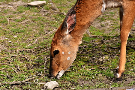 brown deer eating green grass thumbnail