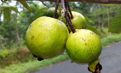close up photography of green guava thumbnail