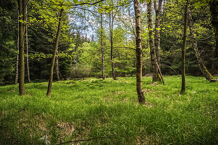 green grass field thumbnail