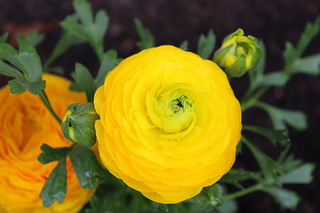 yellow ranunculus flower in close-up photography thumbnail
