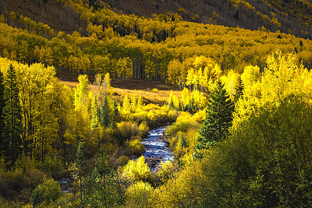 aerial view of stream surrounded with trees thumbnail