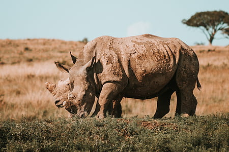two rhinoceroses eating grass thumbnail