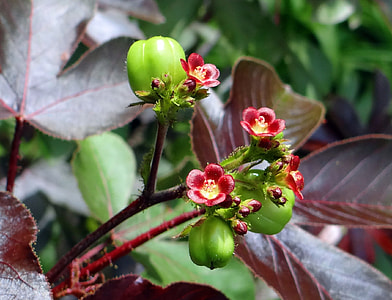 Jatropha Gossypiifolia, Bellyache Bush thumbnail