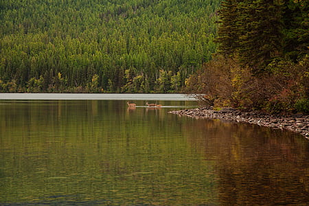 body of water surrounded by trees during daytime thumbnail