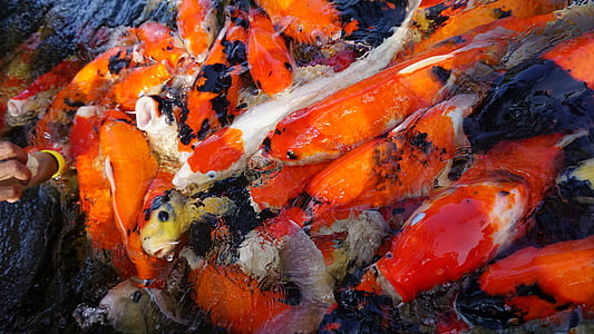 coy fish painting thumbnail