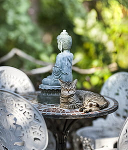 brown Tabby cat on top of brown table in shallow focus photography thumbnail