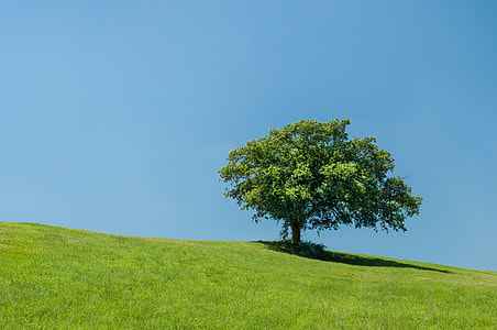 green tree and grasses thumbnail