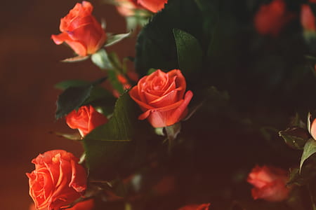 bouquet of red roses thumbnail
