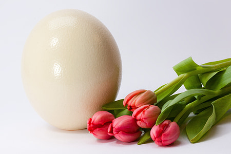 pink tulips thumbnail