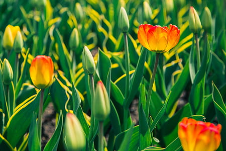 Red And Yellow Tulips Photo thumbnail